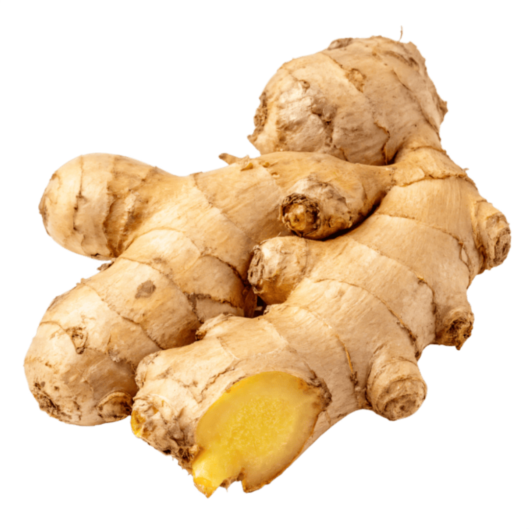 FRESH GINGER